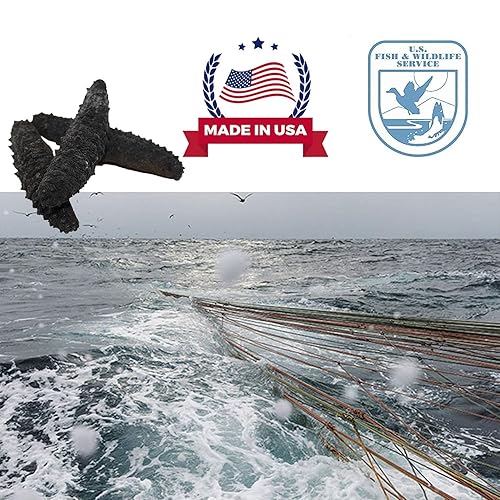 Miniatura 6 de DOL Wild Caught, pasador negro atlántico secado al sol, pepino de mar totalmente natural, nutritivo, nutritivo, medio de 8 onzas