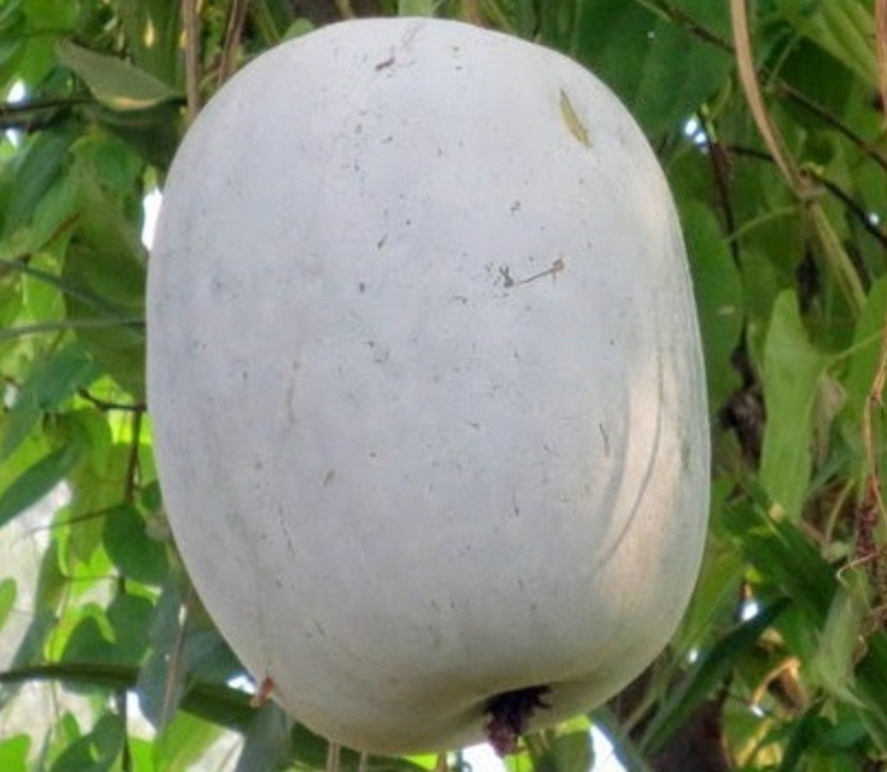Seed Stores: Ash Gourd Siddhi F1 Hybrid Large Oval To Oblong 8-10 Kg Fruit For Terrace Kitchen Balcony Gardening 12 Seeds (B00Q338VUE) Amazon Price History, Amazon Price Tracker