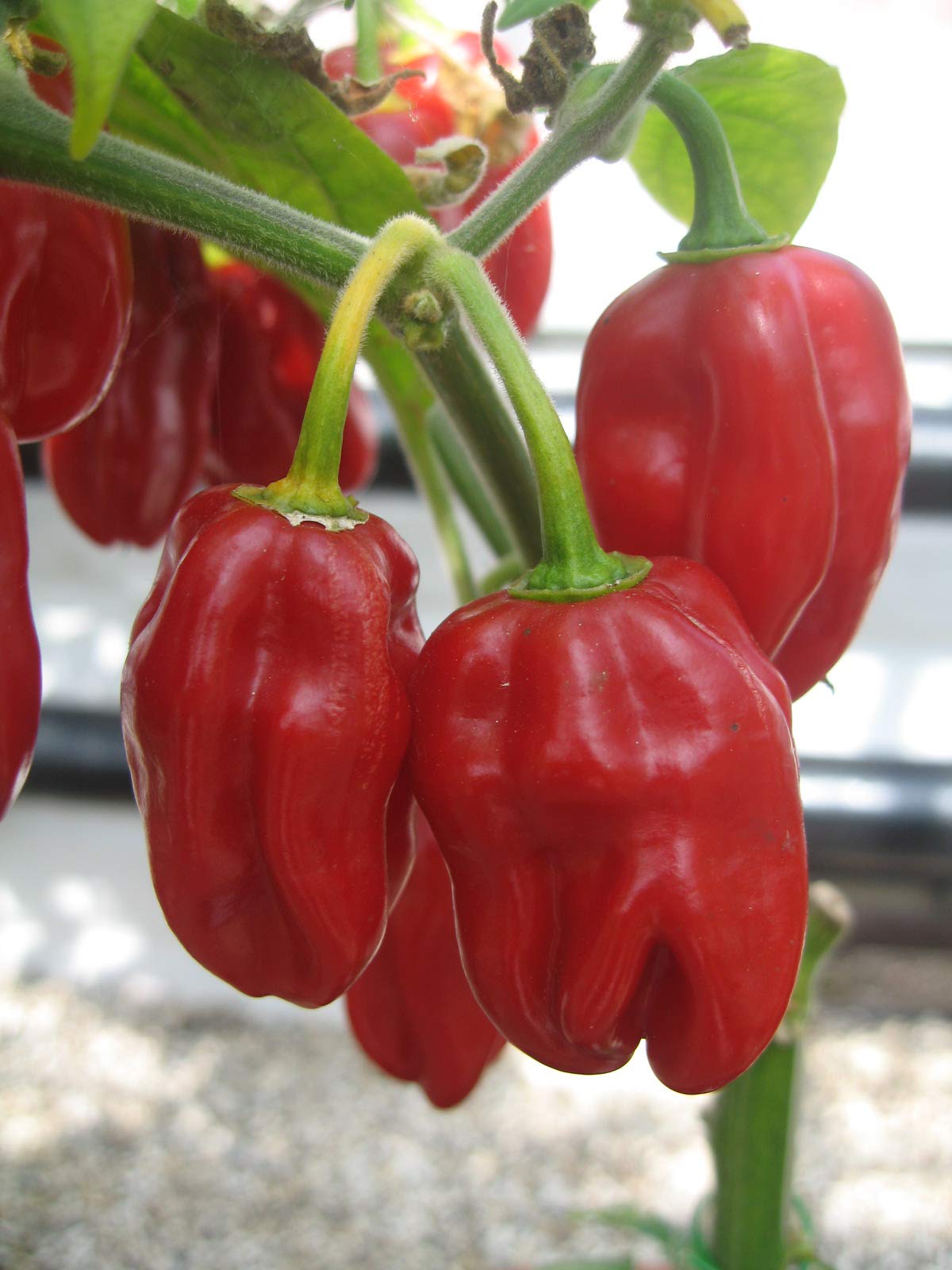 PREMIER SEEDS DIRECT - HOT Chilli Pepper - Habanero RED - 500 Bulk Seeds - Very HOT