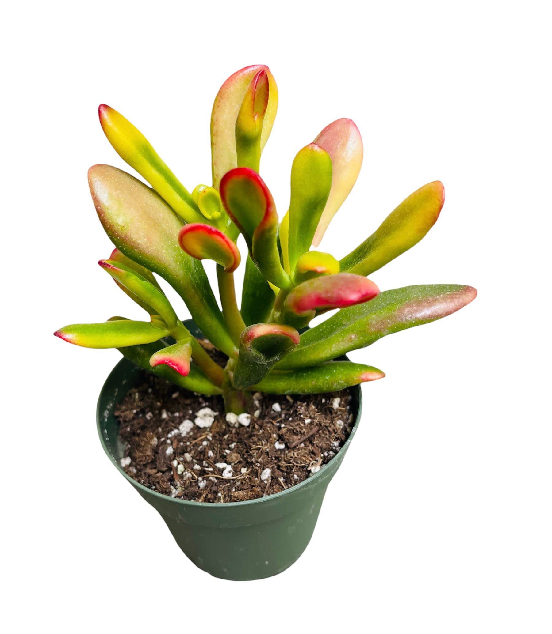 USKC Ogre's Ears Variegata 4 Pot