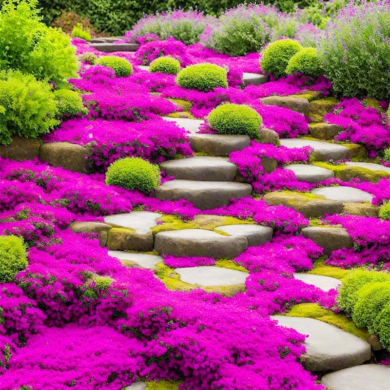 22000+ Creeping Thyme Seeds for Planting - Drought Tolerant, Ground Cover, Perennial Flowering Herb for Rock Gardens