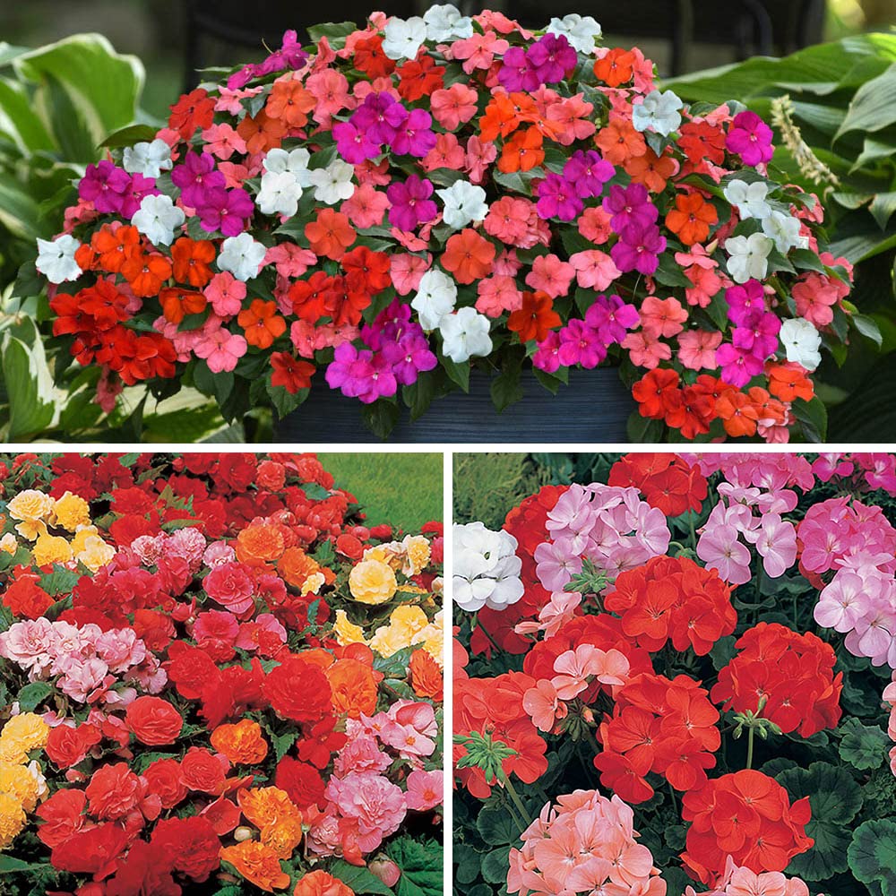 YouGarden Nurseryman's Garden Ready Collection of 30 Garden Ready Plants