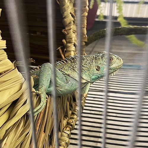 Miniatura 12 de LWINGFLYER Casa de hierba de conejo, casa de hierba para dormir, juguetes masticables para animales pequeños, conejo, hámster, chinchillas, guinea