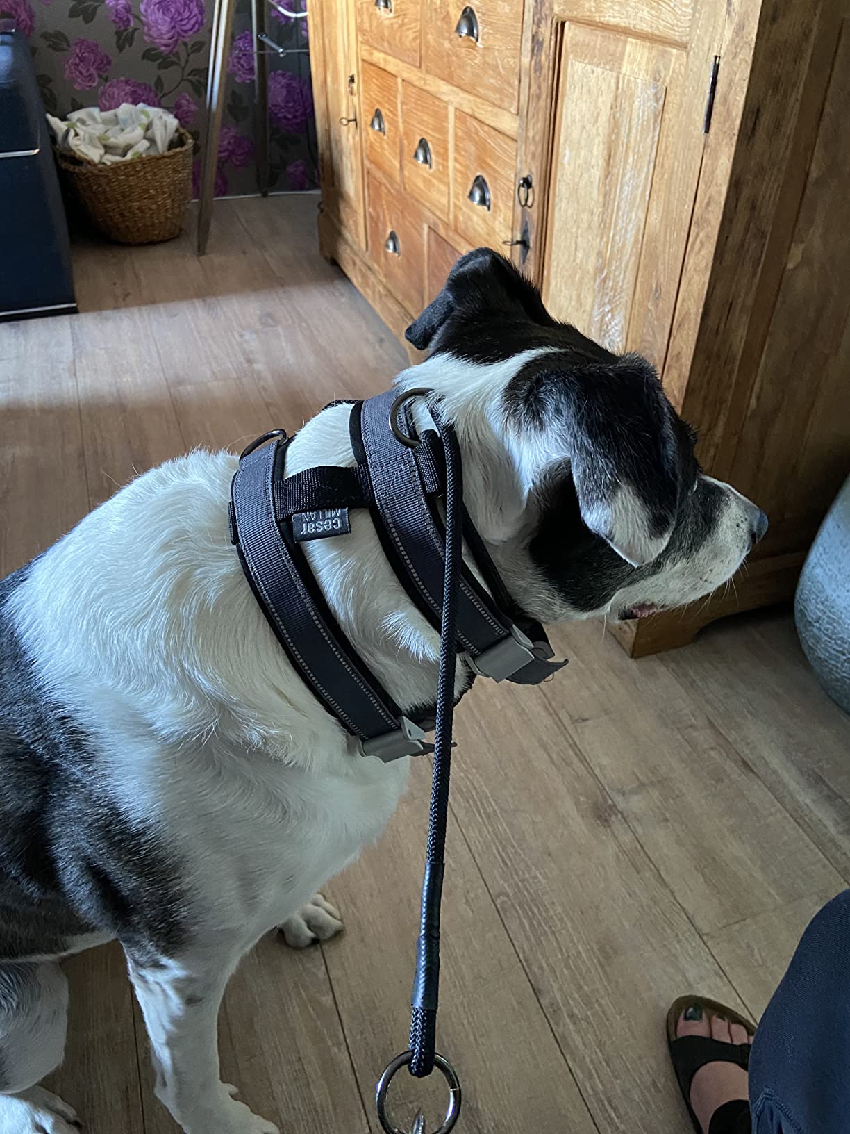 Cesar Millan Slip Lead Leash™ - Slip halsband trainingssnoer geeft je Cesar Millan Slip Lead Leash™ - Slip halsband trainingssnoer geeft je