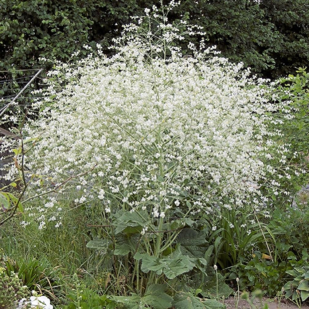 6x Chou Nuage Blanc - Crambe Cordifolia - Godet 9x9cm - Fleurs Spectaculaires