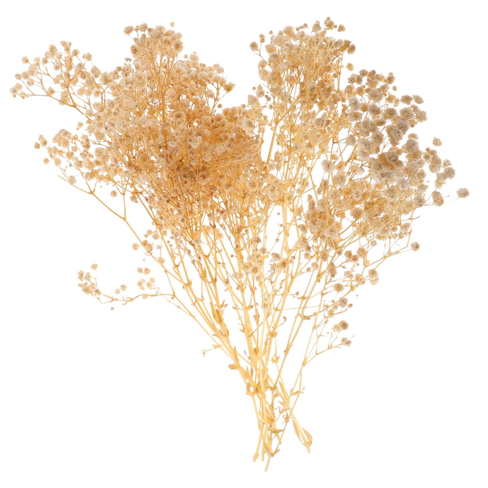 4 Pièces 1 Gypsophile Fleur éternelle Bouquet de Fleurs séchées décoration de Mariage Garden Party décoration de la Maison Bouquet ( 44 cm 40 g Un Bouquet) Marguerite ABOOFAN