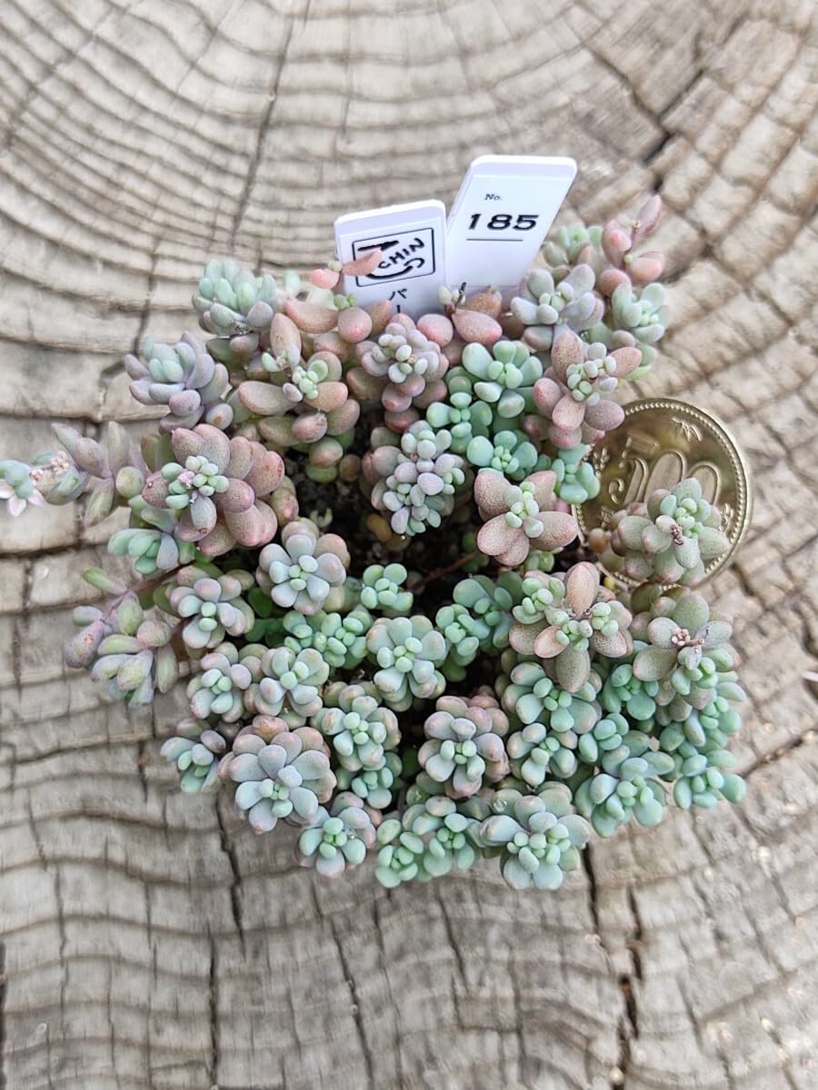 調整中 多肉植物 2個セット ちまちま 寄せ植え 抜き苗 パープルヘイズ ❤ 多肉植物の魅力が詰まったカラフルちまちま寄せ | ブログ版
