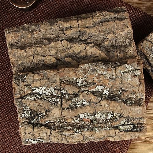 Miniatura 4 de Corteza natural de Eucommia silvestre, corteza europea de grado premium, Eucommia Ulmoides Eucommia Ulmoides Oliv Du Zhong corteza natural de