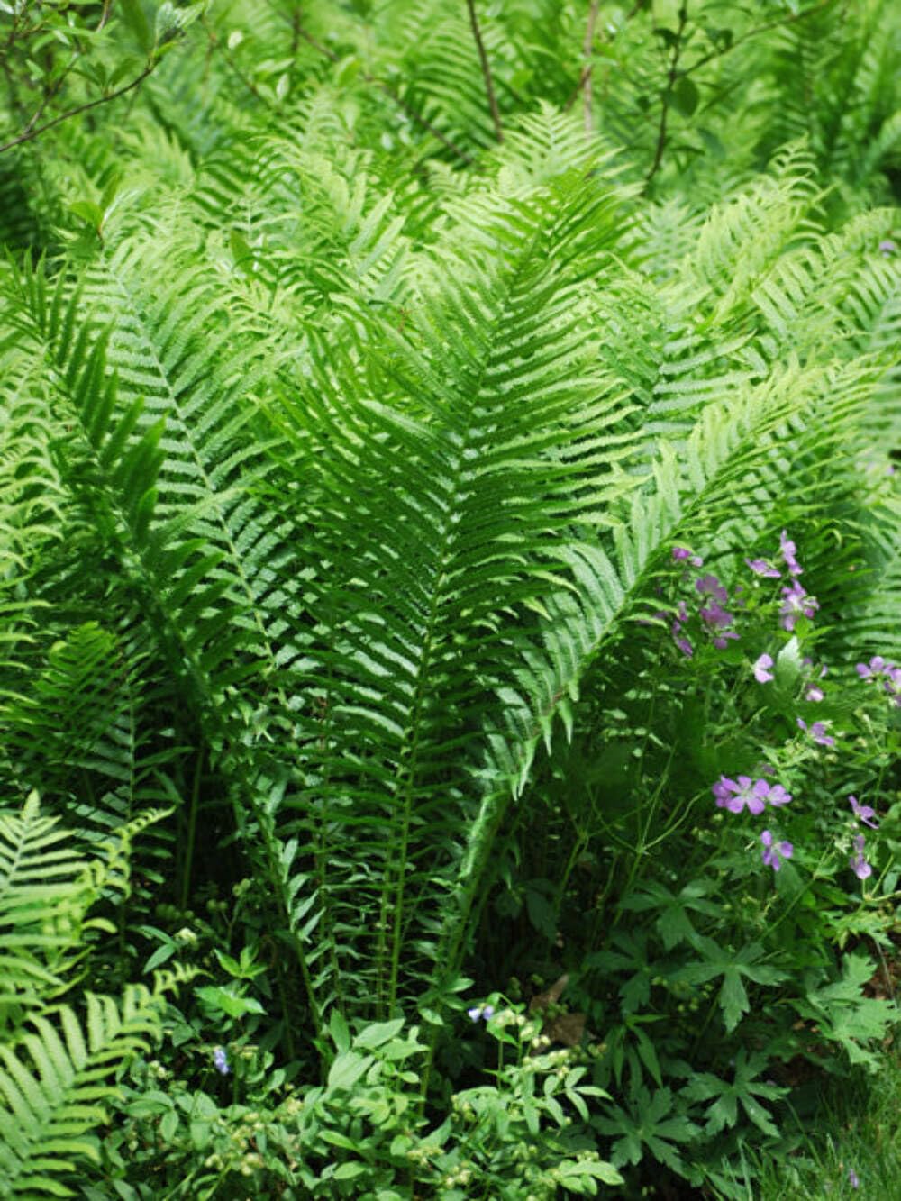 Perennial Farm Marketplace Matteuccia pensylvanica