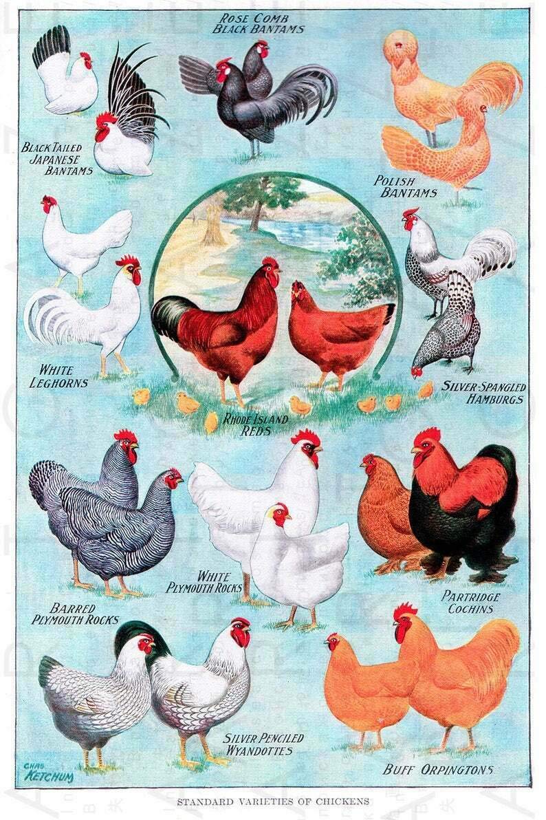 Inga Antique Chicken Breed Chart. Chicken Vintage Illustration Digital Home Decor Art Wall Decor Metal Sign Poster 8x12 inches