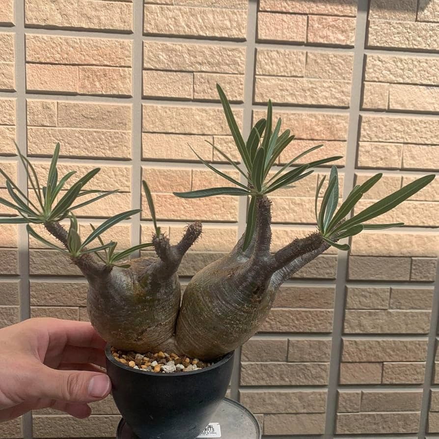 グラキリス 二頭 実生 3年目 パキポディウム 塊根植物 発根済 2頭