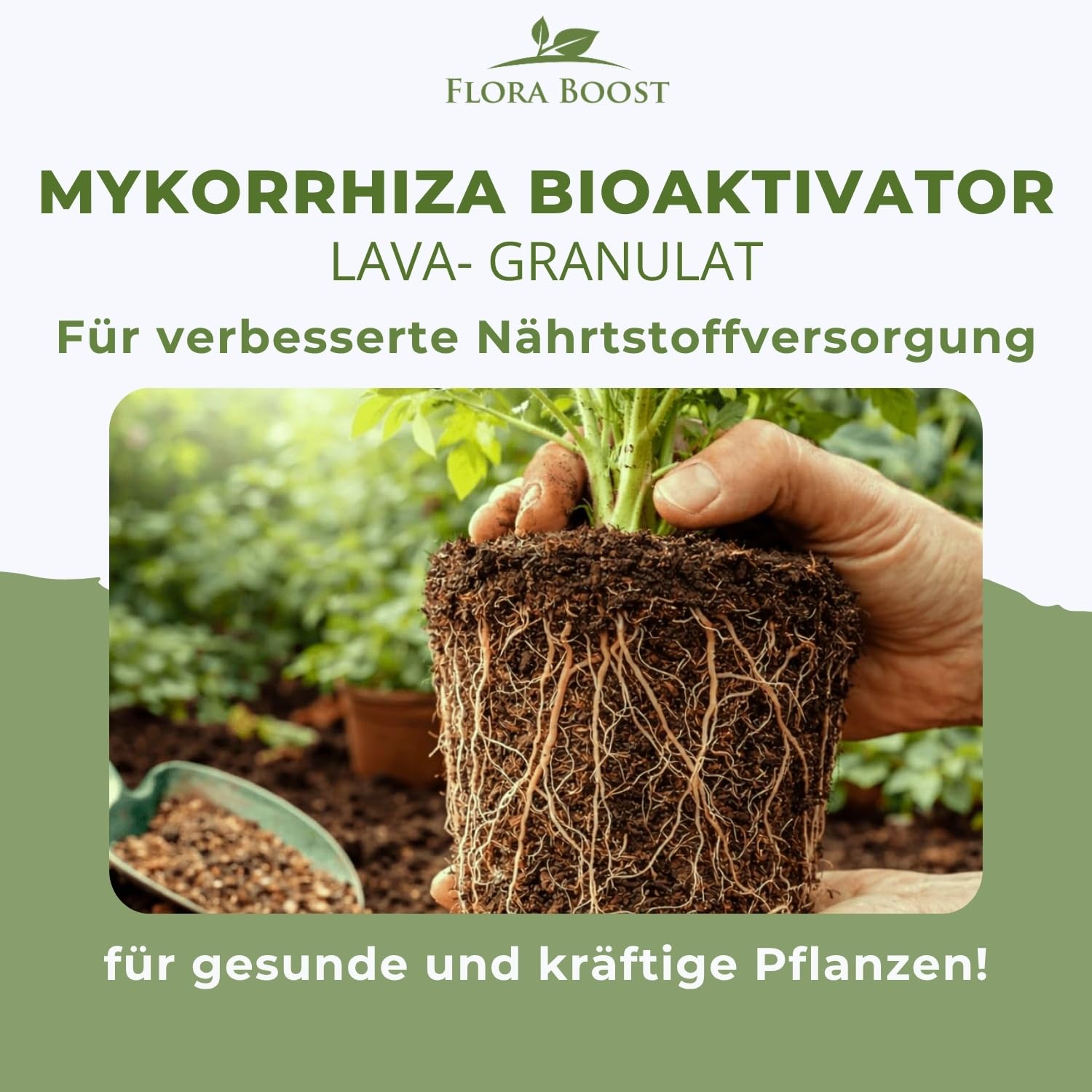 Flora Boost Mykorrhiza Bioaktivator Granulat 2,5 Liter I Natürlicher Bodenaktivator mit Mykorrhiza Pilzen & Lava-Granulat I Für starkes Wurzelwachstum, bessere Nährstoffaufnahme & gesunde Pflanzen