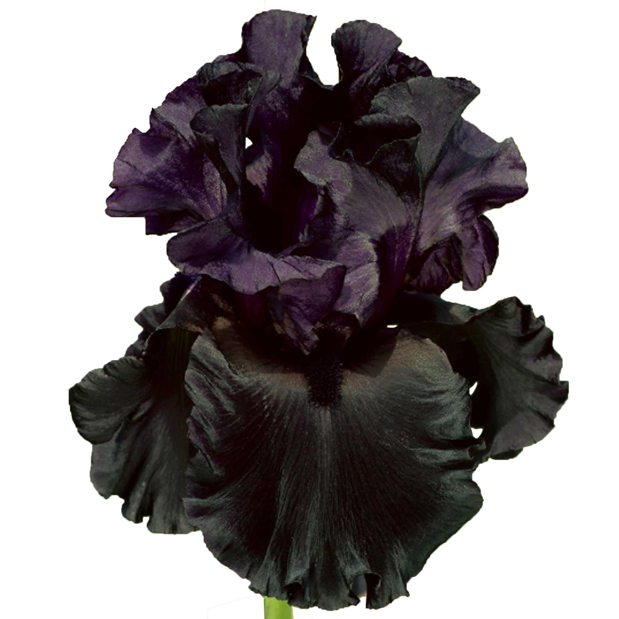 All Night Long Bearded Iris