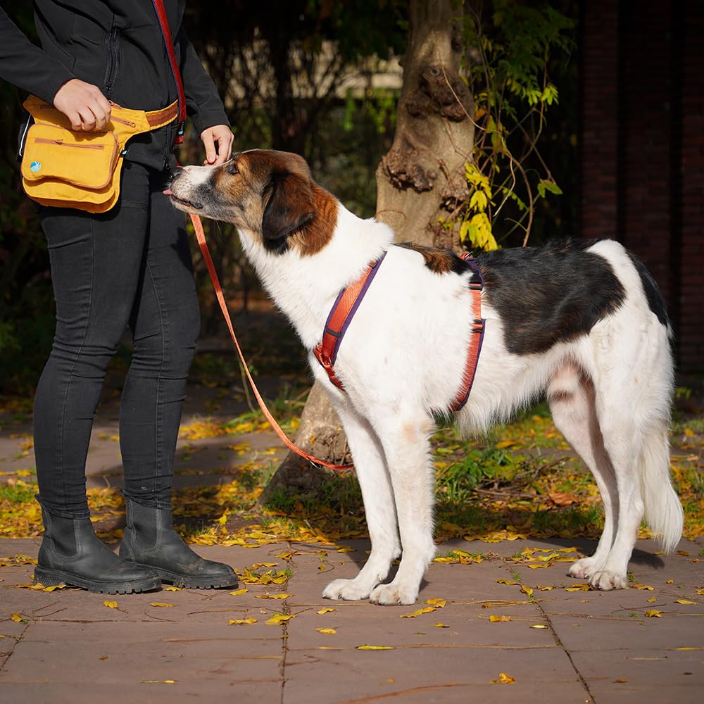 Anny-X Brustgeschirr Fun | Limited Edition Pflaume trifft Zimt | Hundegeschirr Größe XL (Brustumfang 78-96 cm)