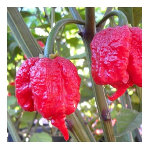 Miniatura 6 de Magic Plant - Puré de pimienta roja muy caliente de Carolina Reaper  1.4M a 2.2M SHU  toques de sabores terrosos, dulces y afrutados  Añadir a