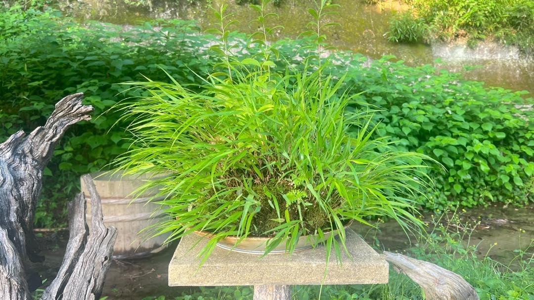 No.54 風知草根洗い フウチソウ No.54 風知草根洗い 風知草 No.54 風知草根洗い フウチソウ No.54 風知草根洗い 風知草