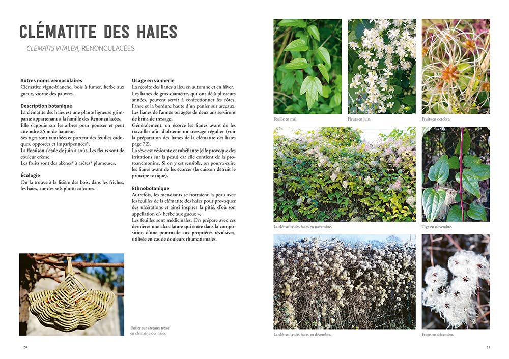 La vannerie avec des plantes sauvages
