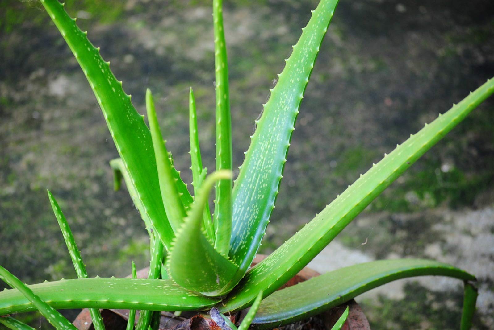 Platone_Aloe Vera PlantHybride Aloevera PlantHybride Aloevera Plant (B0B3XK91Q7) Amazon Price History, Amazon Price Tracker
