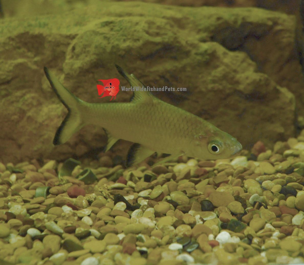 WorldwideTropicals Live Freshwater Aquarium Fish - 3" Bala Shark Fish - 3" Bala Shark Live Freshwater Fish - Live Tropical Fish - Great for Aquariums - Populate Your Fish Tank!