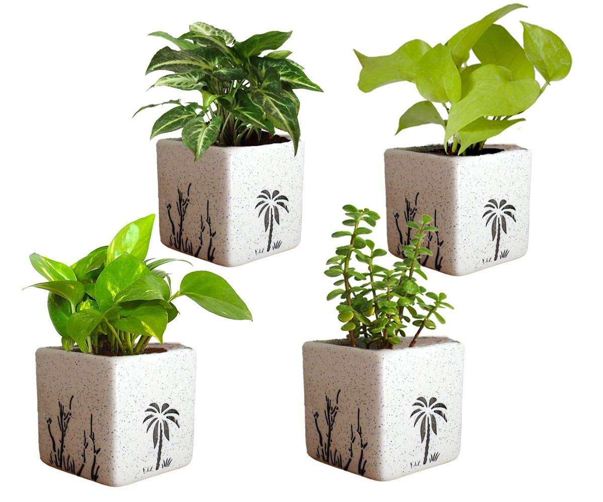 Pots & Plants Combo of Good Luck Air Purifying Live Money Plant Golden Pothos Syngonium Green and Jade in Ceramic Pot (B08WQ9H92N) Amazon Price History, Amazon Price Tracker