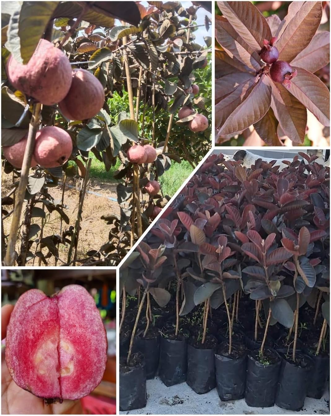 Dwarf Malaysian Red Guava Plant - Red Skin Red Flesh All Season Guava Fruit Tree (1 Healthy Live Plant with polybag),CF_N142