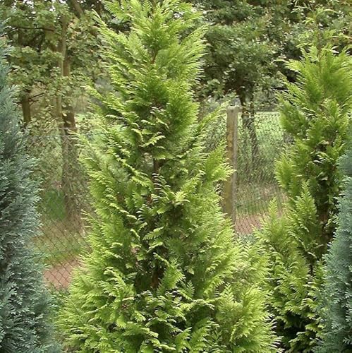 Garten Zypresse Sunny Kiss Green 80-100cm - Chamaecyparis lawsoniana - lebende Gartenpflanze aus den Baumschulen
