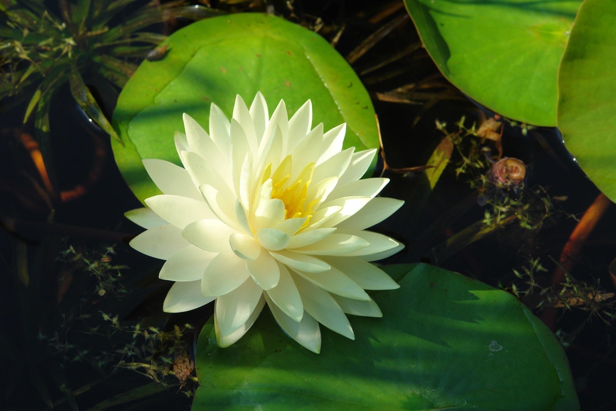 Lincsplants - Nymphaea 'Gonnere'-Loose Root