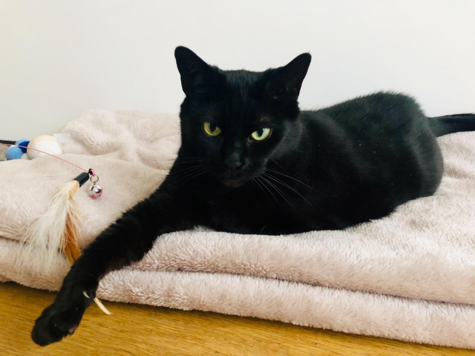 Lintbells YuMEGA Cat Skin & Coat Supplement (50ml) Amazon.co.uk Pet