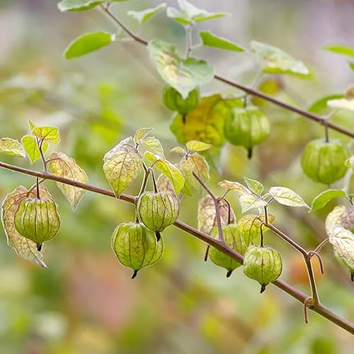 Miniatura 3 de YEGAOL Garden - Semillas de grosella de ganso peruana, bayas Inca comestibles anuales perennes para cultivar macetas de patio con vitamina C, 450