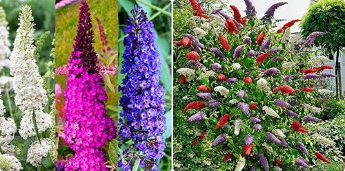 Butterfly Bush Mix Seeds (Buddleja davidii) Flores perennes para plantar semillas al aire libre sin OMG 1000 semillas