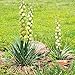 Produktbild Yucca, Adams Nadelsamen - Yucca filamentosa - 20 samen