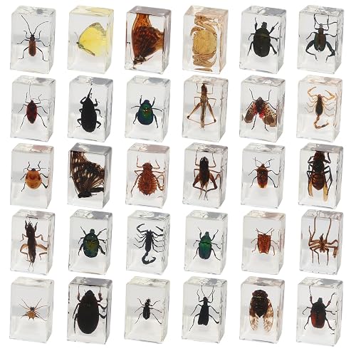 PUGPAW 30 PCS Insect in Resin Specimen Bugs Collection Paperweights, Various Taxidermy Bugs Insect Preserved in Resin for Kids Scientific Educational Display Supplies
