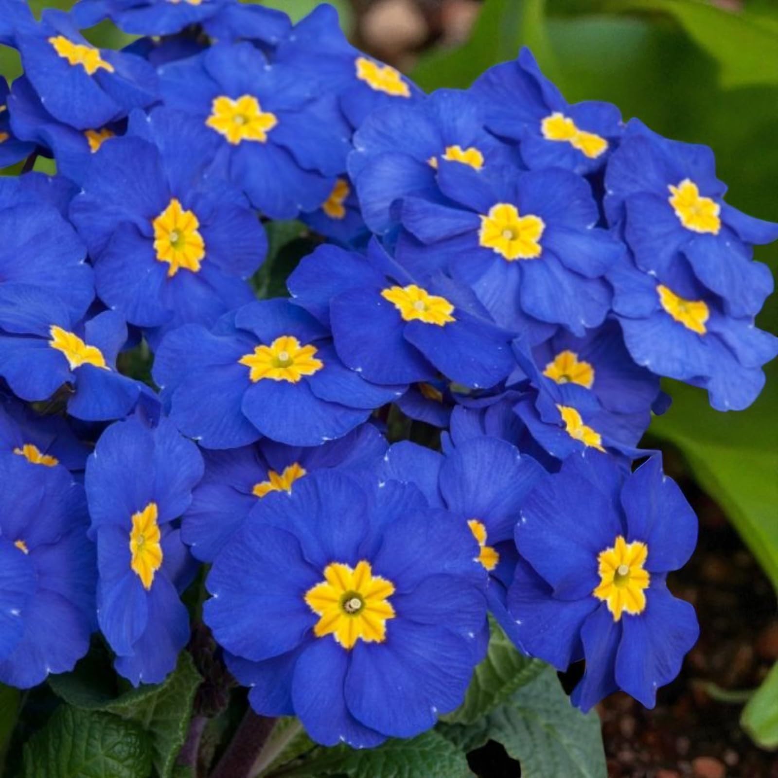 Carbeth Plants Primrose Primula Bedding Plants (Blue Primrose, 6 Plants)