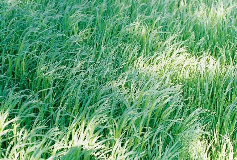 Miniatura 2 de Dibbs Farms Semilla de mijo Proso blanco (50 libras)