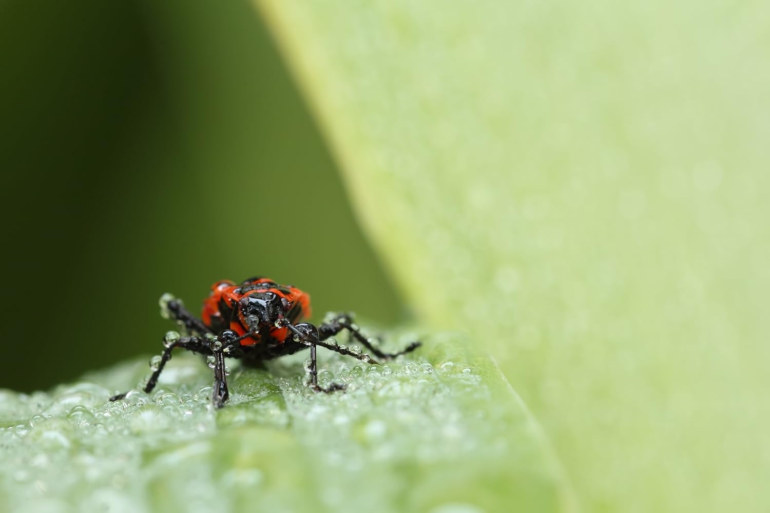 Tamron AFF004C700 SP 90MM F/2.8 DI MACRO 1:1 VC Macro Lens for Canon EF Cameras