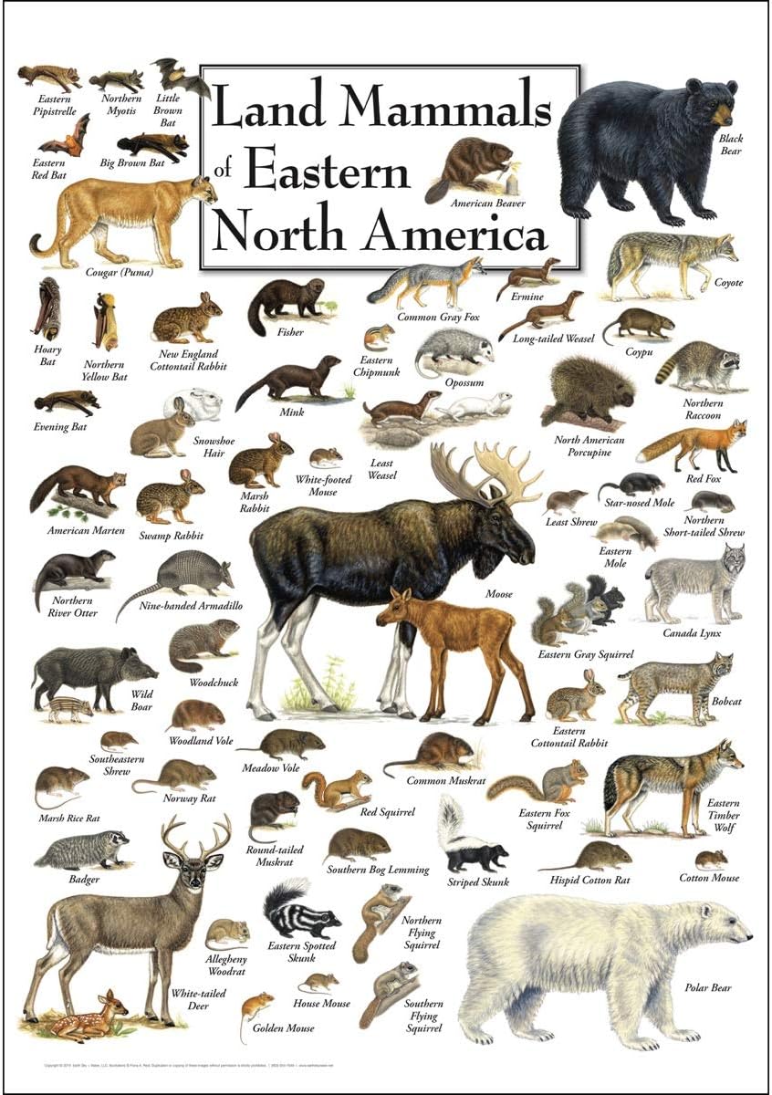 Earth Sky + Water - Land Mammals of Eastern North America - Poster