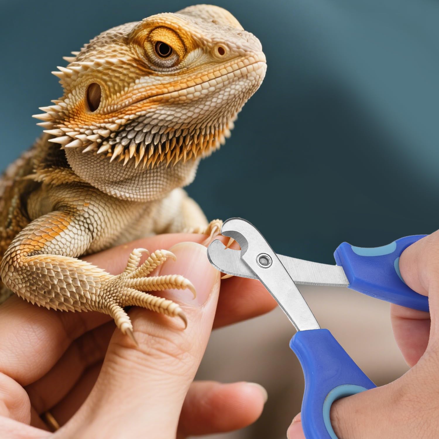 BOXOB Coupe-Ongles pour Dragon Barbu, Coupe-Ongles Orteils en Acier Inoxydable Outil de Toilettage Professionnel Reptiles avec Bords Inclinés Précis pour Petits Reptiles