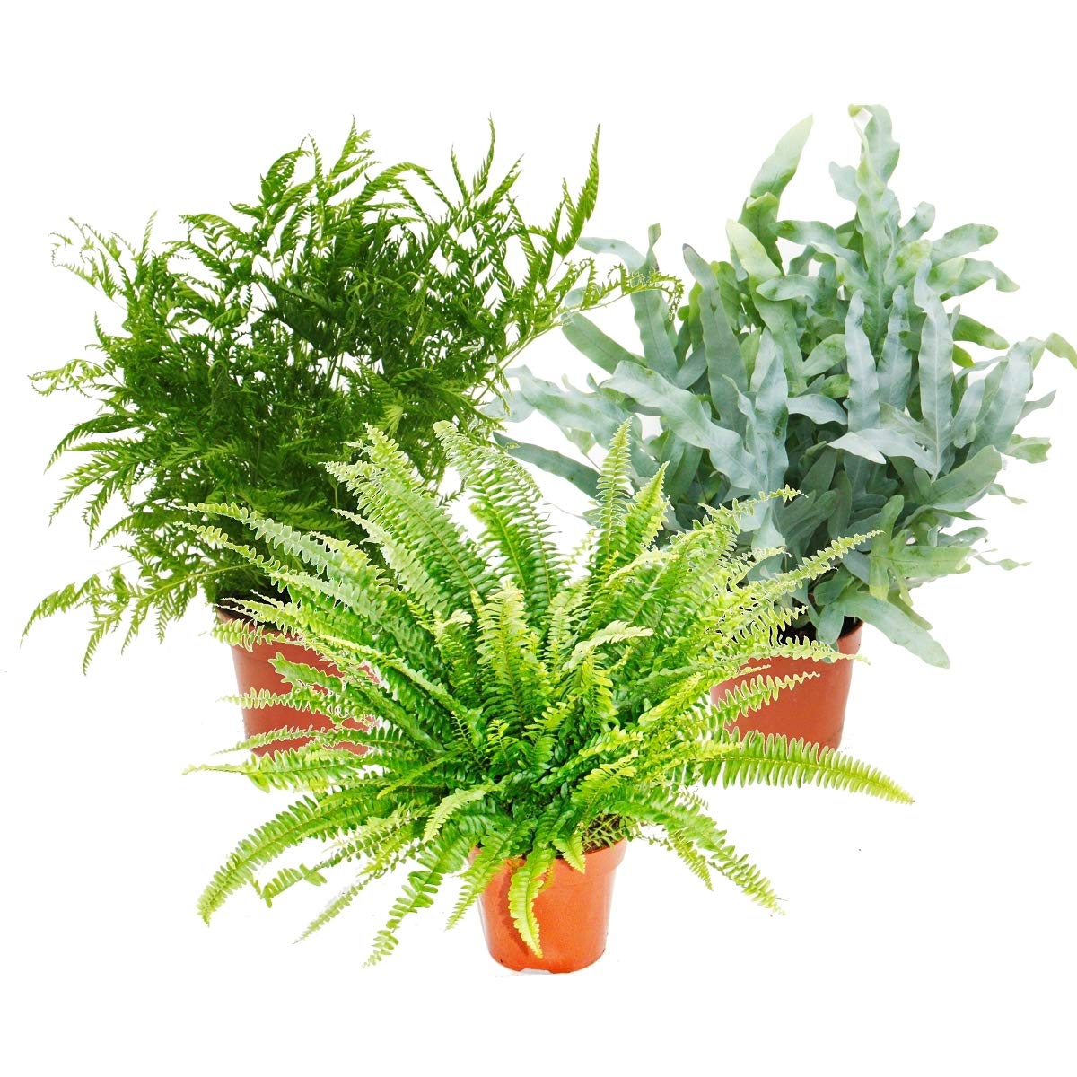 Farn-Mix, 3er Set, 17cm Topf : Amazon.de: Garten