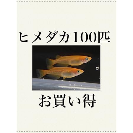 Amazon Co Jp 黒めだか 100匹セット クロメダカ 生体 ペット用品