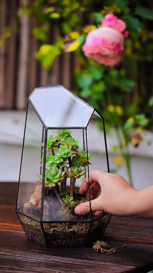 Amazon.com: NCYP Geometric Glass Terrarium Planter for Succulent