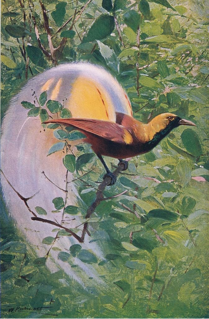 Affiche impression d'art tableau illustration d'oiseau de paradis Kuhnert - 5