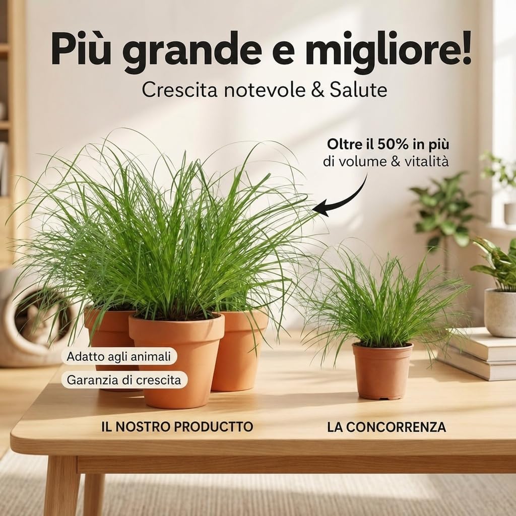 Pflanze Plus | Erba gatta (Cyperus zumula) | Lotto da 5 piante con vaso in zinco | Pianta da interno facile da curare