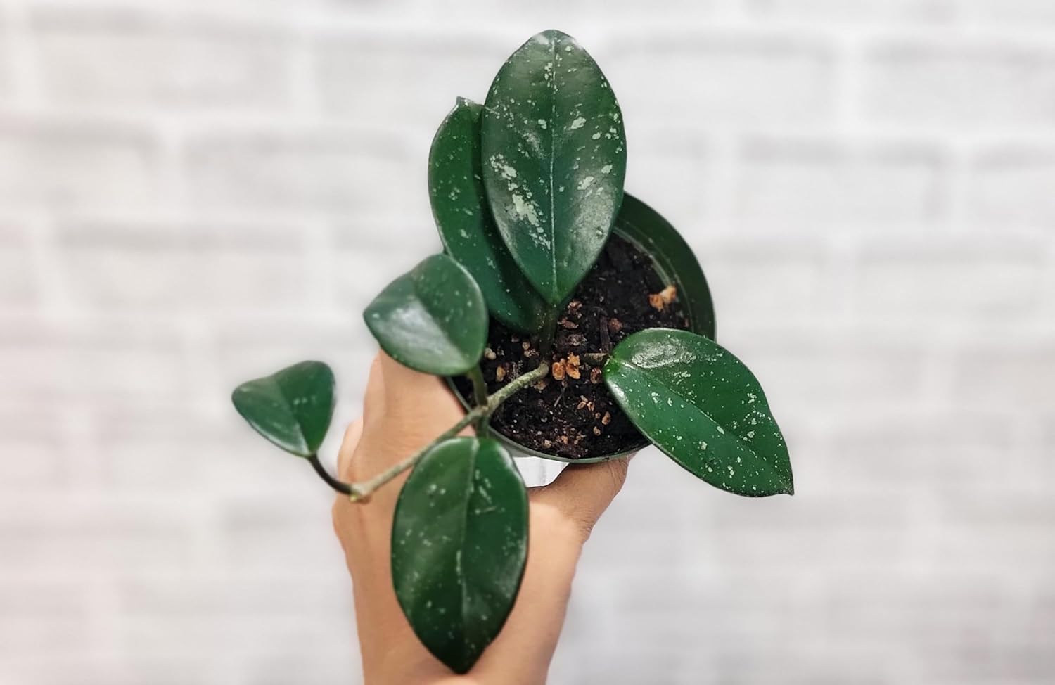 Hoya Verticillata 'Acuta' Live Rare Exotic Tropical Indoor Houseplants in 4 Inch Pot, Ideal Live Indoor Plants for Home or Office Decoration, Housewarming Gift by 3exoticgreen