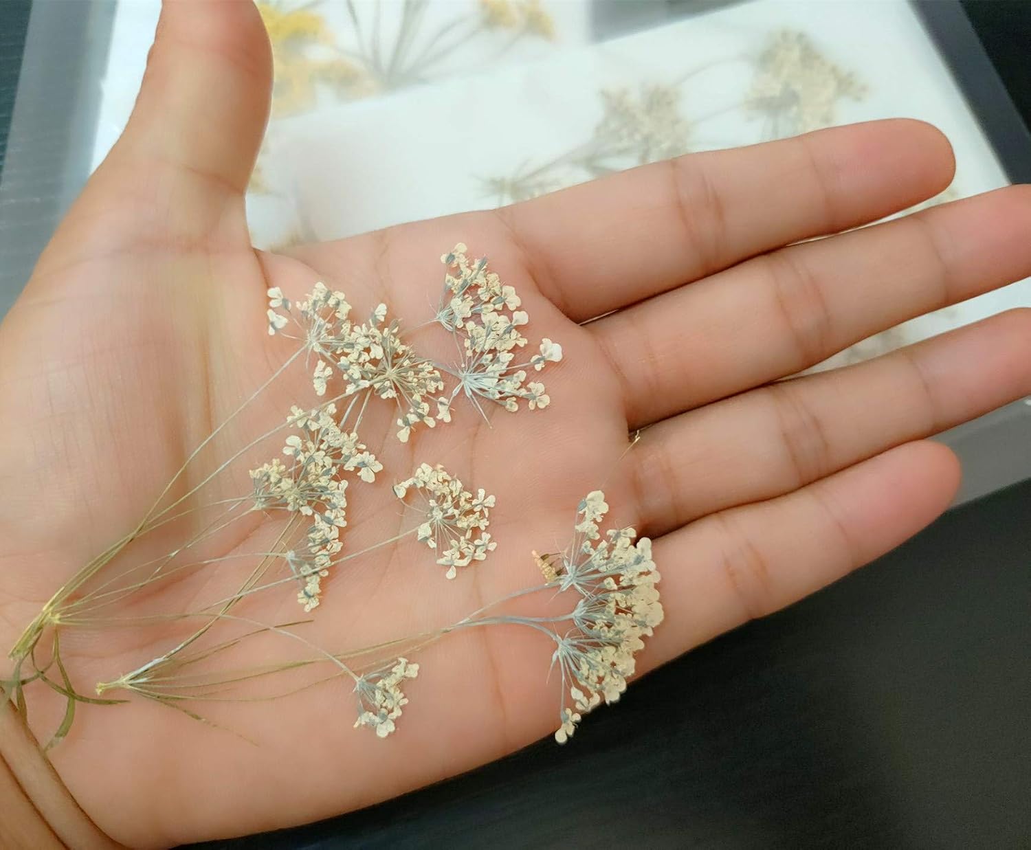 6pcs Tiny Natural Real Pressed Dried Flower for DIY Craft Jewelry Making Handmade Resin Ornament (Multi)