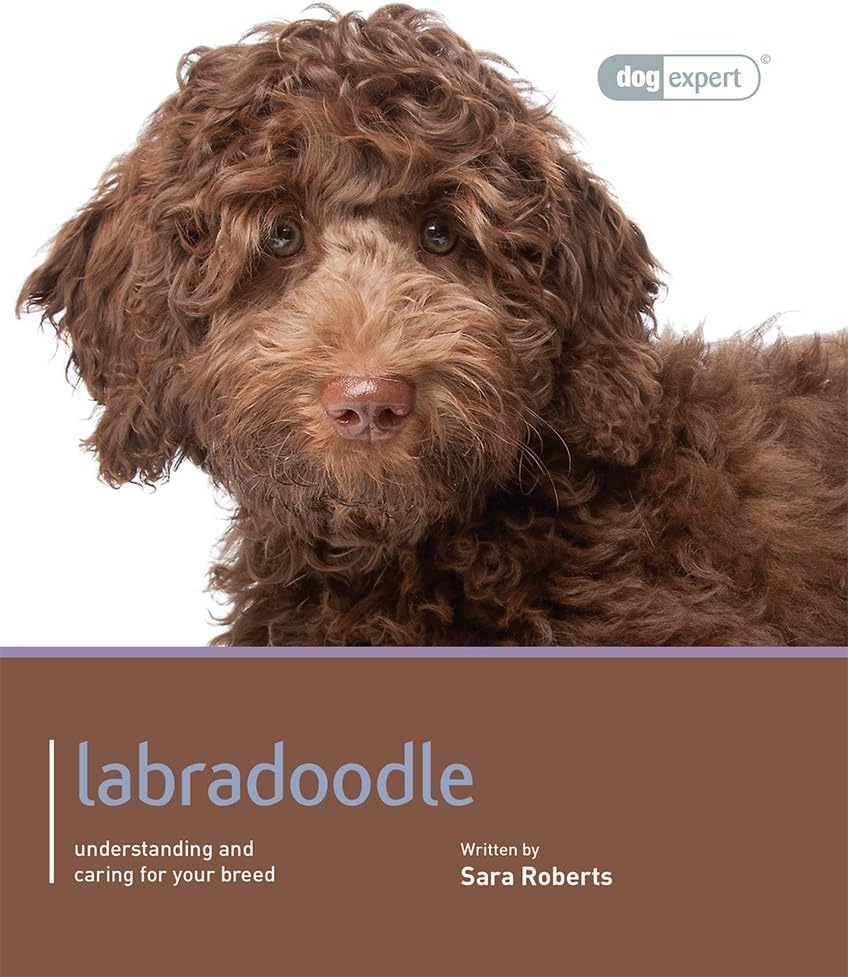 Labradoodle - Dog Expert