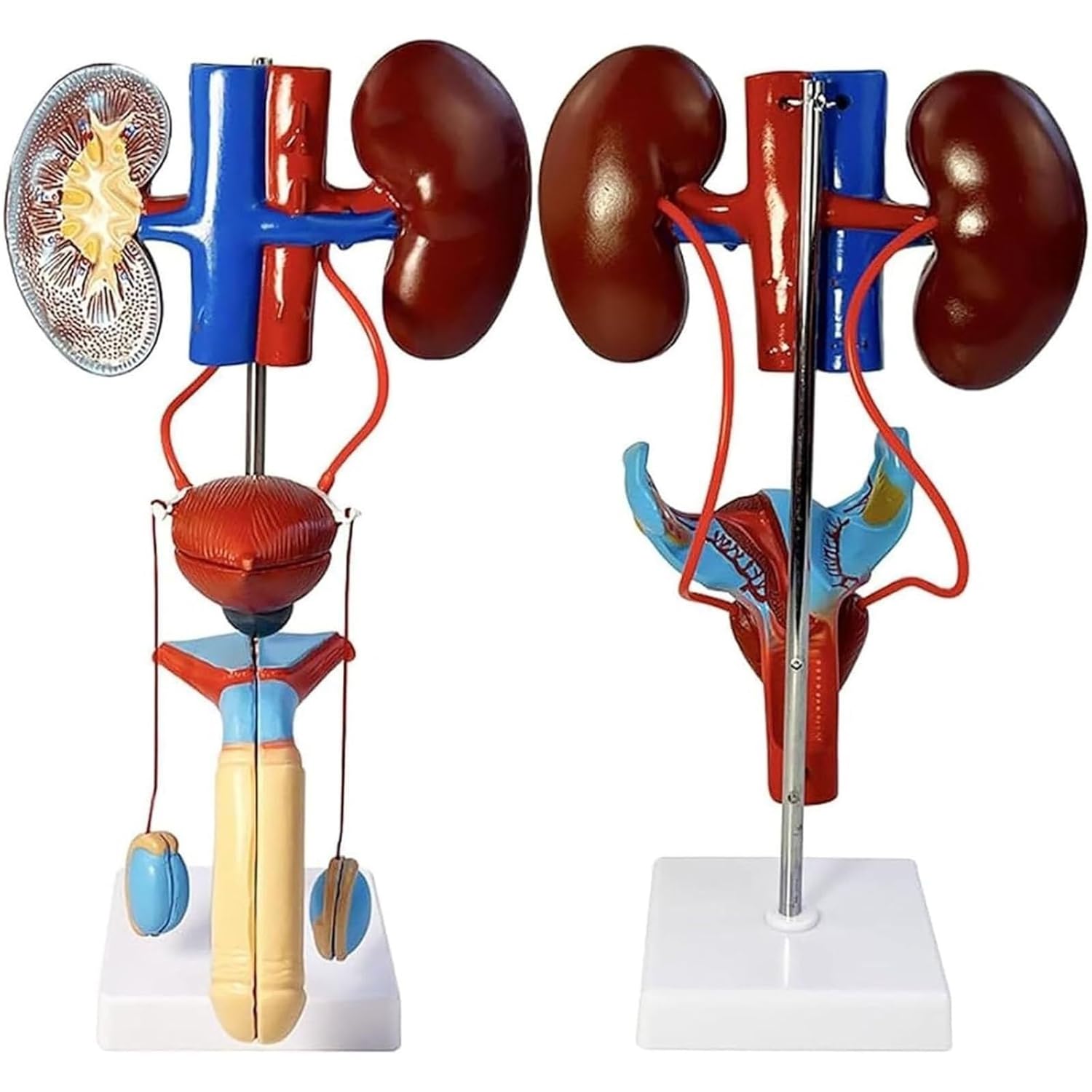 Human Urinary reproductive System Anatomical Model, 2-in-1 Removable Kidney & Genitourinary Model with Sturdy Stand, 1:1 Ratio for Medical Study & Teaching(Male)