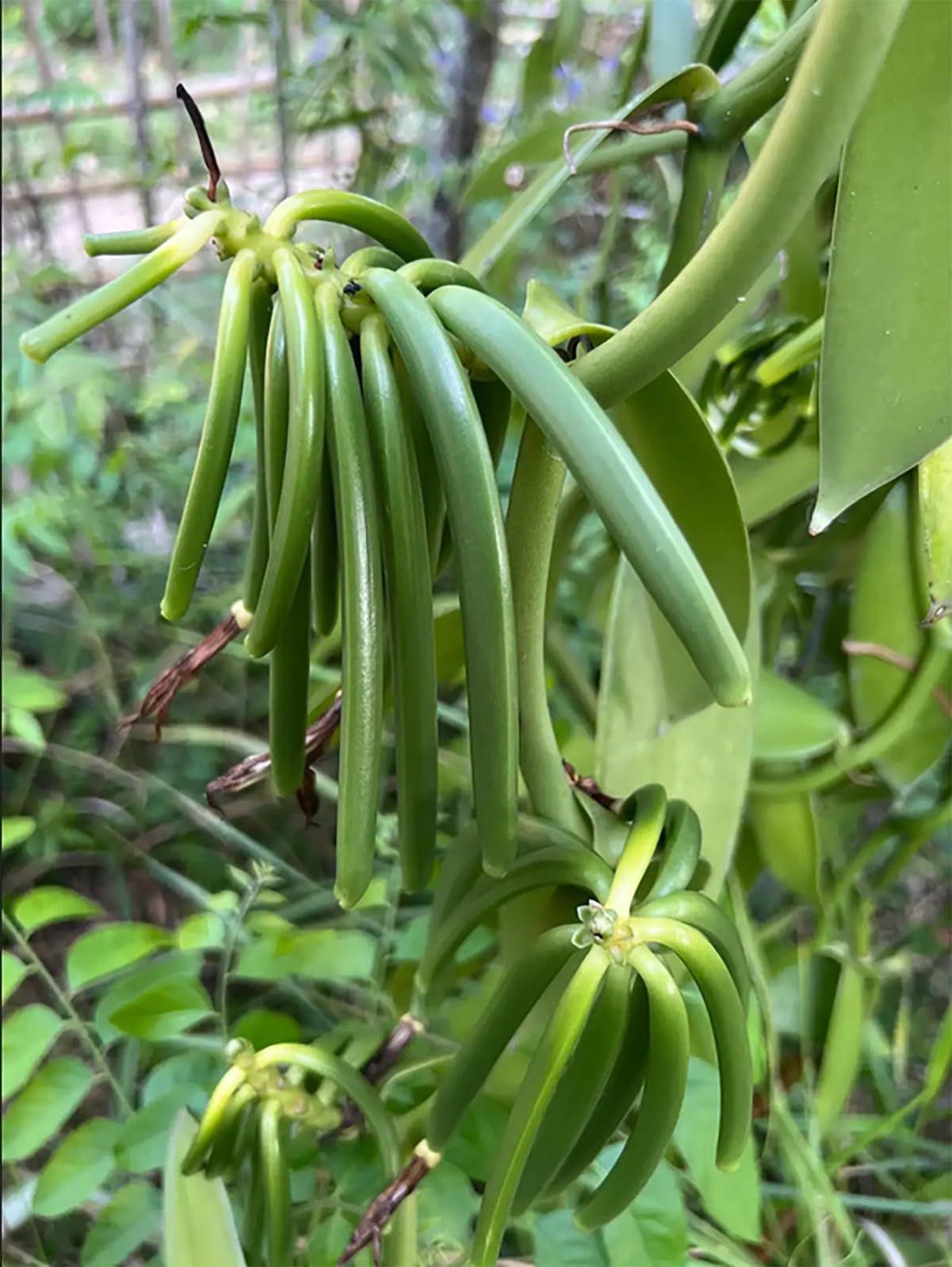Polvere di vaniglia 100% naturale ricavata da baccelli di vaniglia interi e freschi schiacciati - Vaniglia Bourbon del Madagascar - Barattolo da 50 g - Senza additivi, senza zucchero, senza conservant