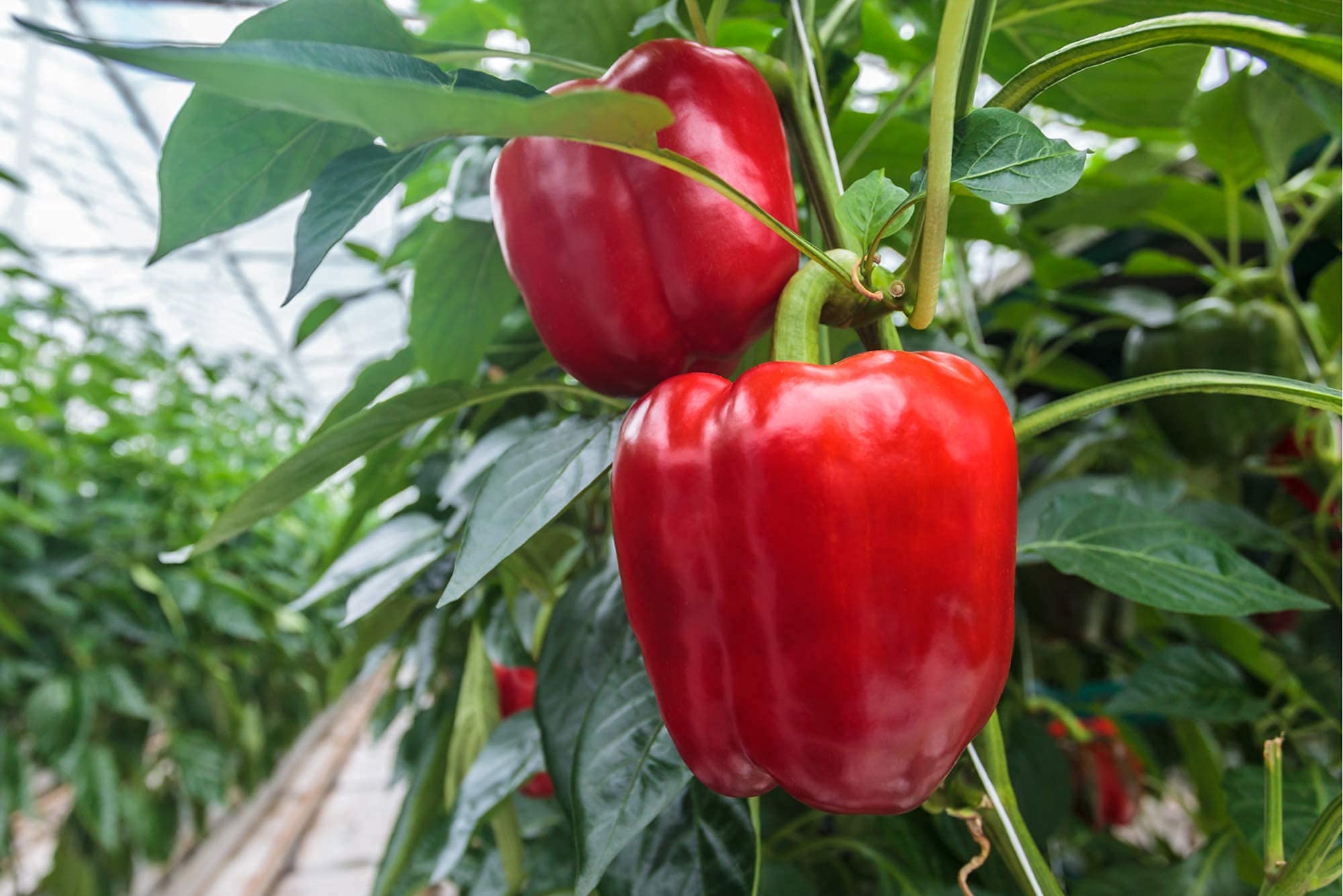 Red Bell Pepper Seeds California Wonder 50 Seeds Capsicum Annuum Grow Your Own Vegetable Ideal for Greenhouse or Garden Growing in Raised Beds Polytunnel Growbag or in Large Pots and Containers — view 6