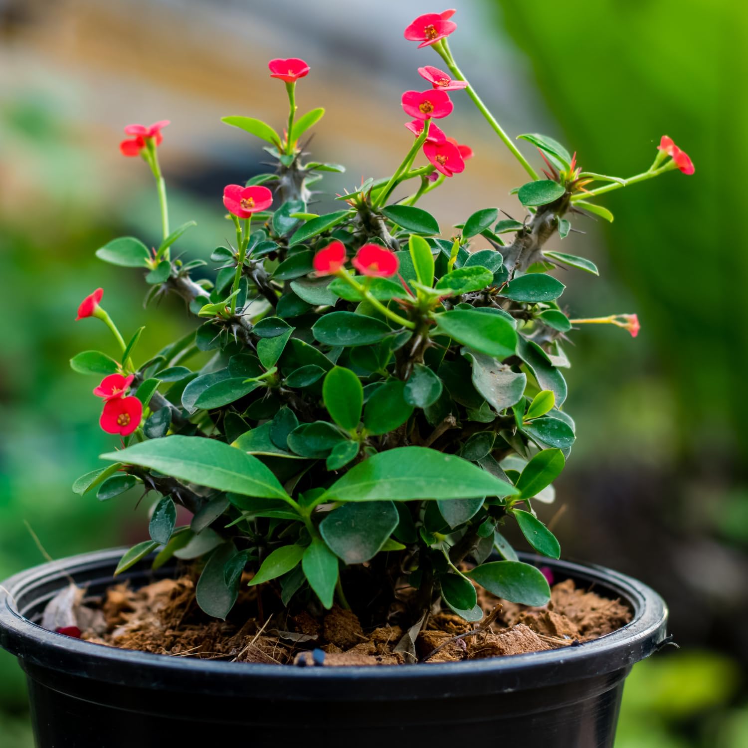 Amazon.com : Euphorbia Milii Plant, Red Crown of Thorns Plant Live, Succulent  Cactus Plant in 4 Inches Pot, Live Cactus Plant Outdoor Indoor : Patio,  Lawn & Garden