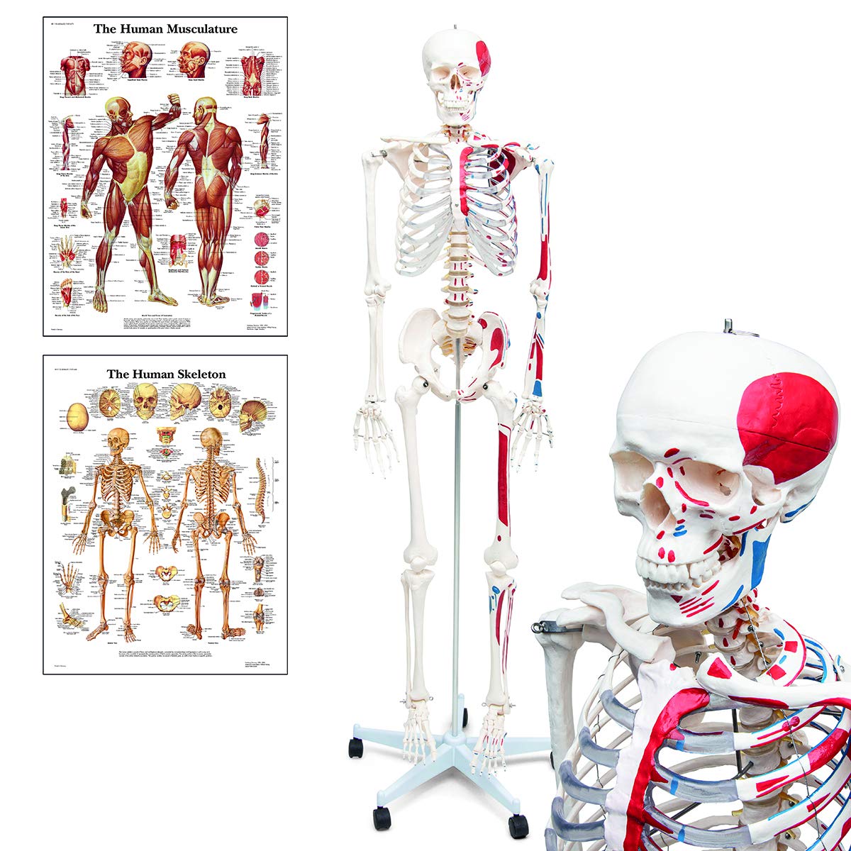 Buy Elementary Anatomy 1022435 Mike, the Budget Muscle Skeleton a
